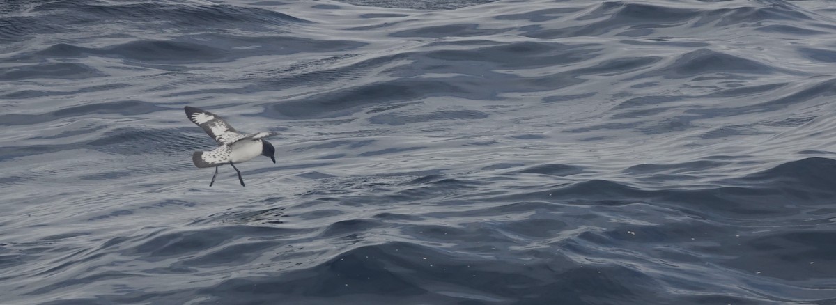 Cape Petrel - Christian Doerig