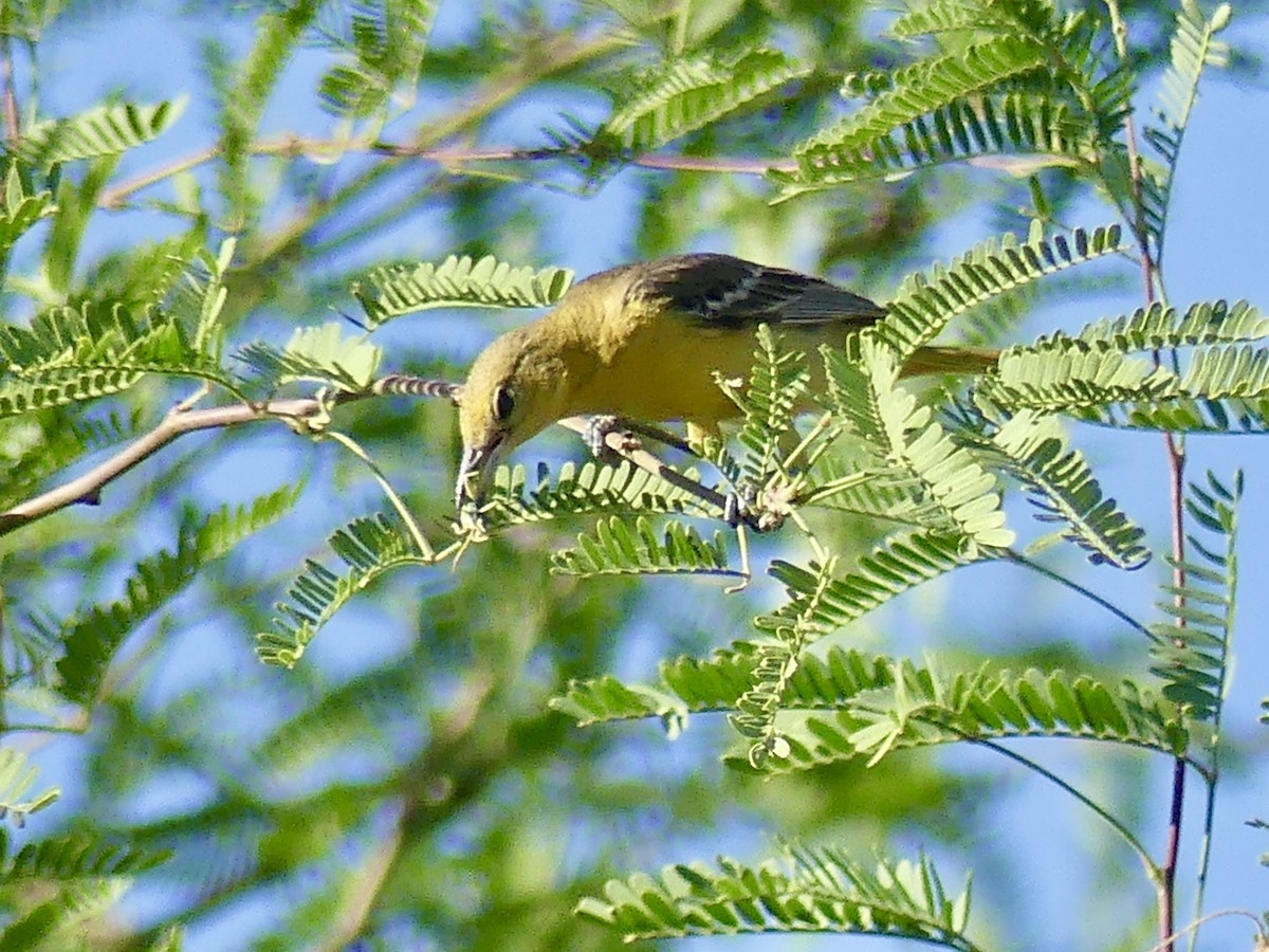 Hooded Oriole - Dennis Wolter
