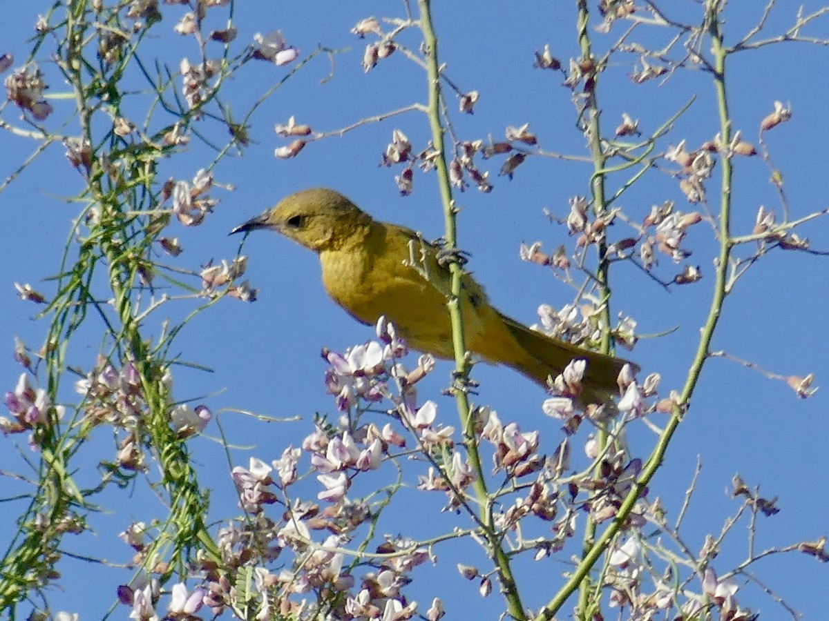 Hooded Oriole - Dennis Wolter