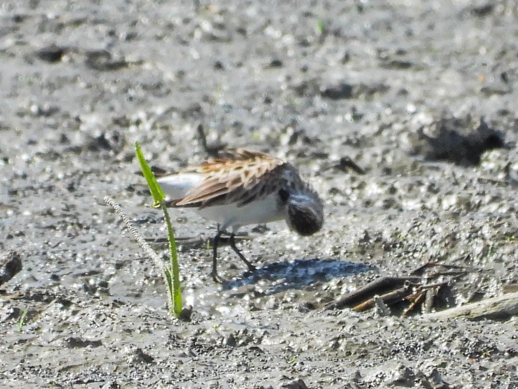 Least Sandpiper - Haley Gottardo