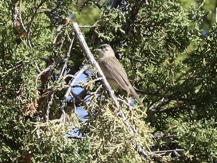 Warbling Vireo - Mohini Rawool-Sullivan