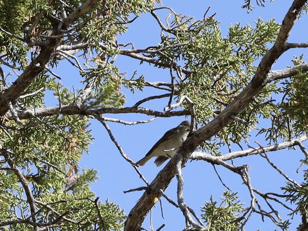 Warbling Vireo - ML619445470