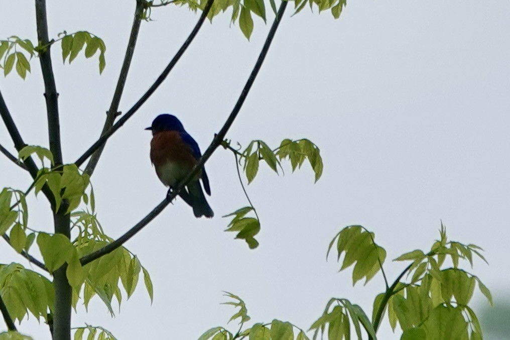 Eastern Bluebird - Marilyn Ohler