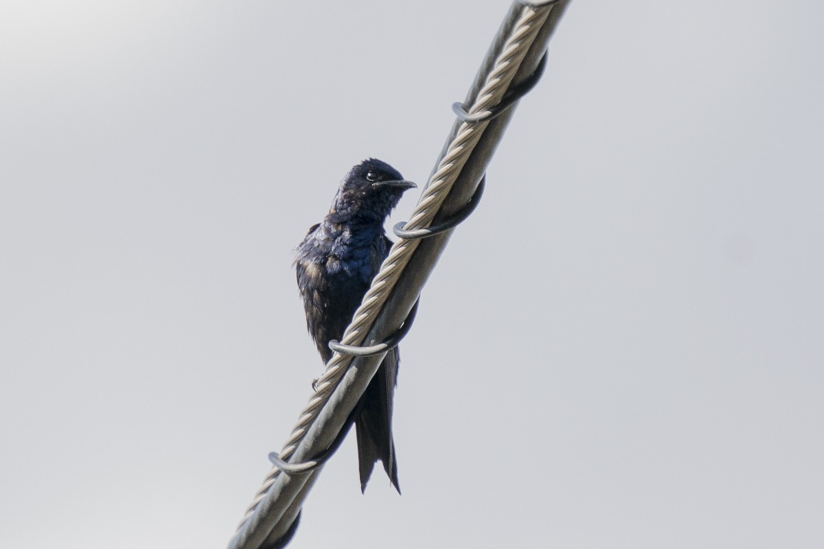 Purple Martin - Slawomir Dabrowski