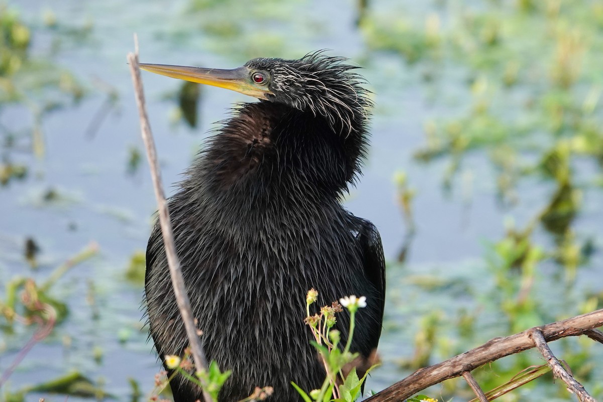 Anhinga - Michon Floreani