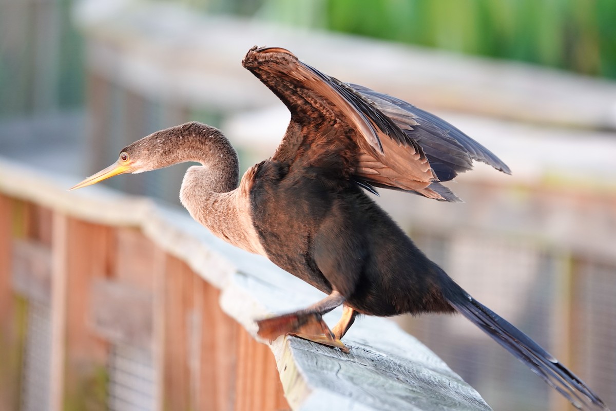 Anhinga - Michon Floreani