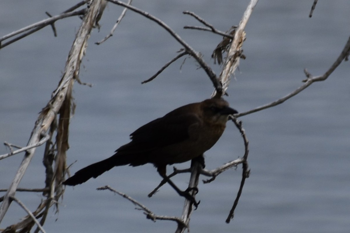 Great-tailed Grackle - Kathy Major