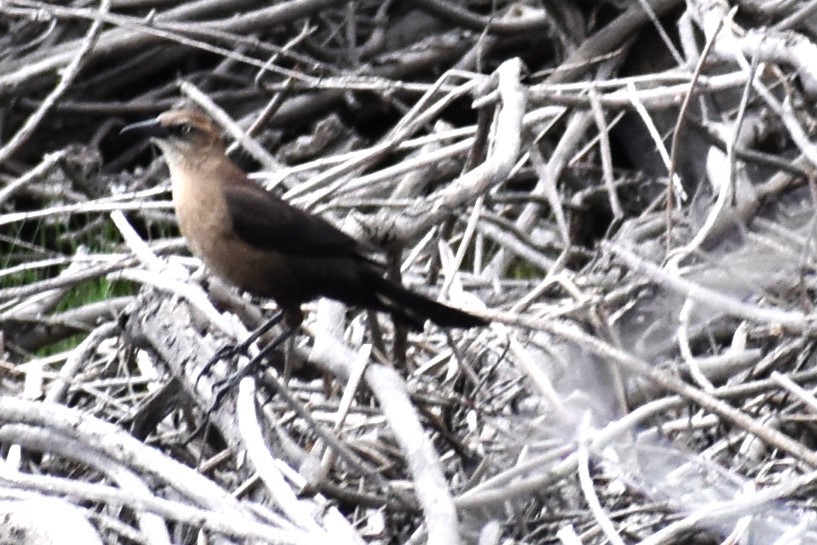 Great-tailed Grackle - Kathy Major