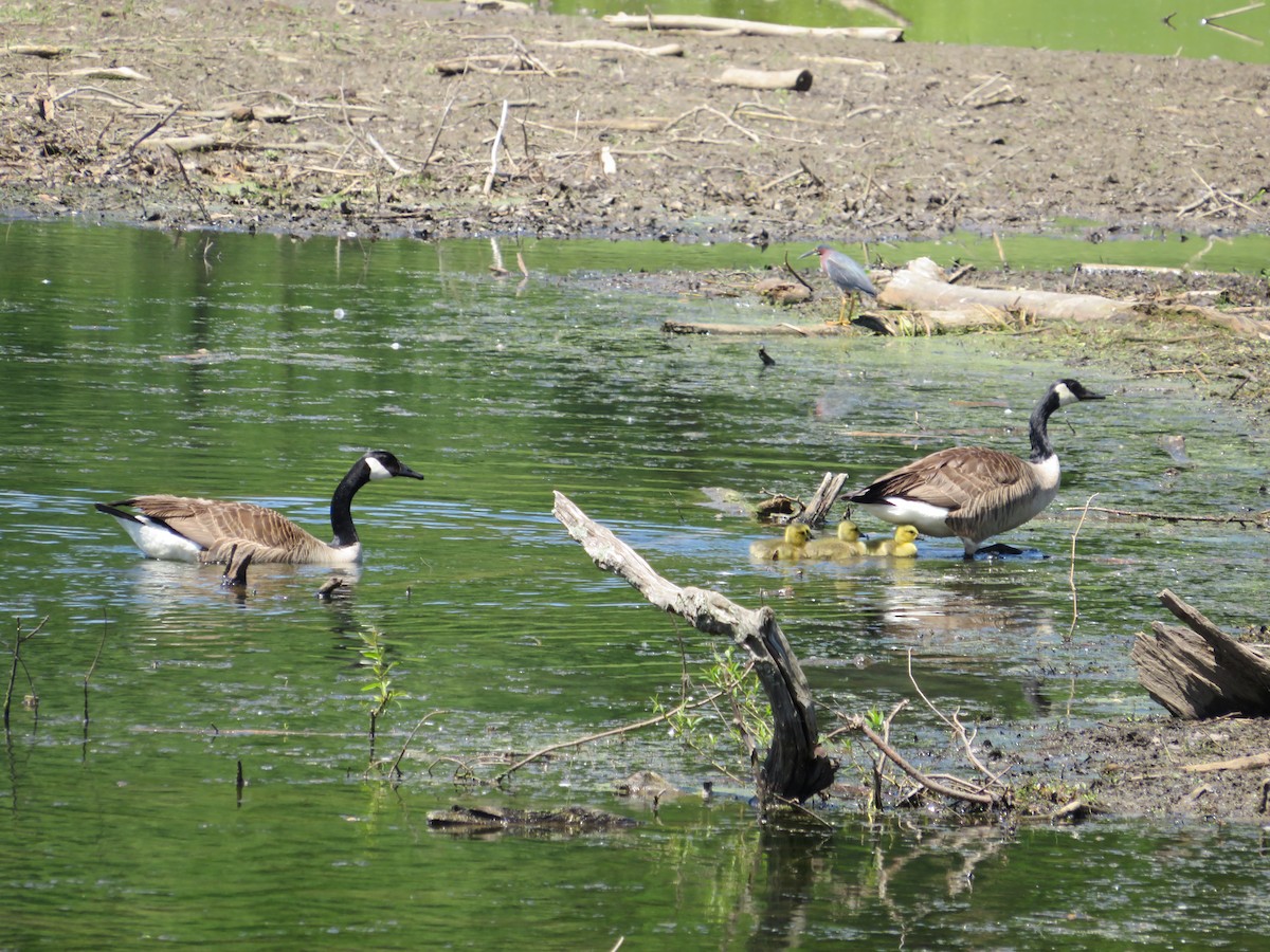 Canada Goose - Jillian Grgic