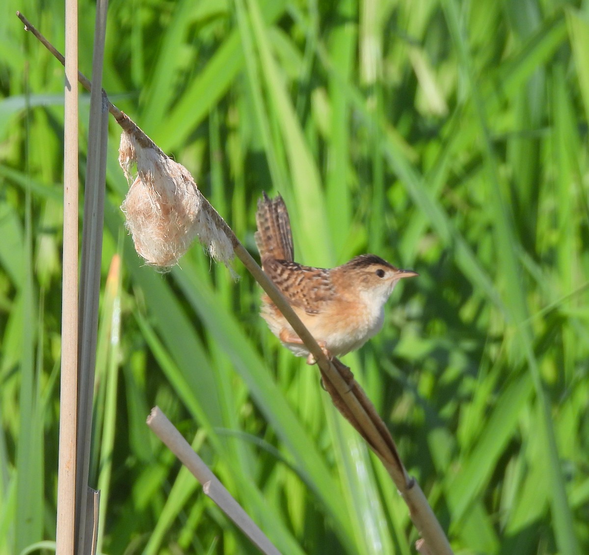 Sedge Wren - ML619445518