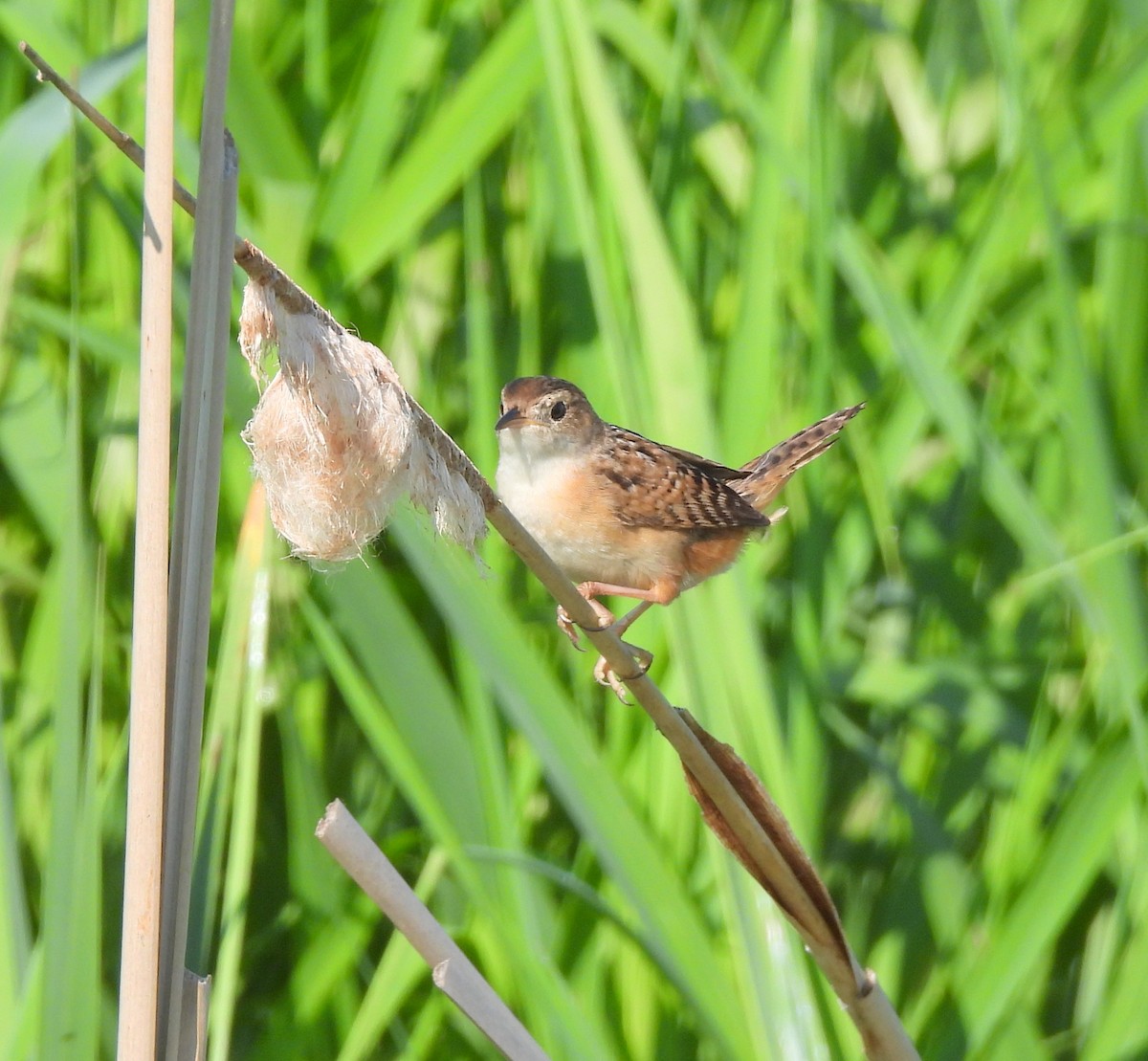 Sedge Wren - Ethan Beasley