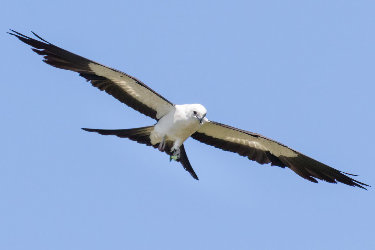 Swallow-tailed Kite - Brett Hoffman