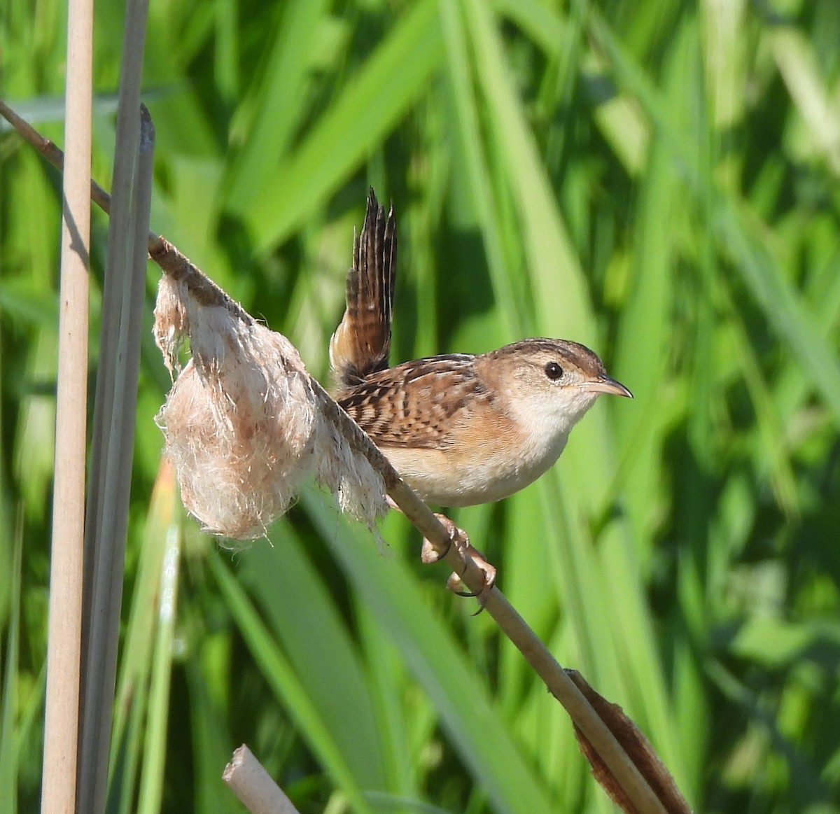 Sedge Wren - ML619445538