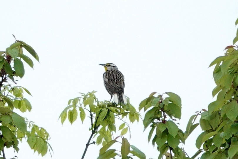 Eastern Meadowlark - Marilyn Ohler