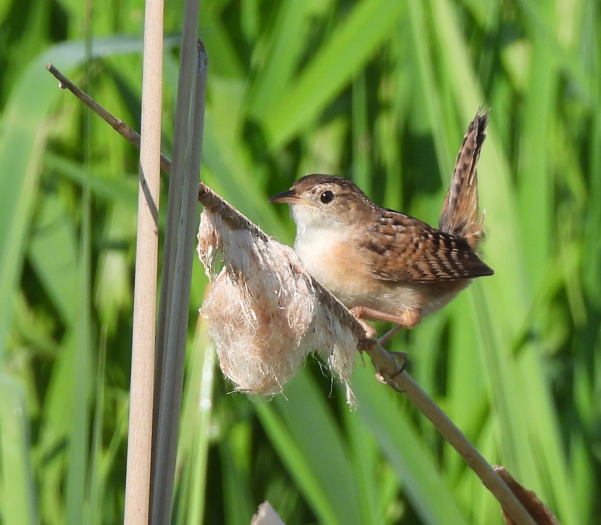 Sedge Wren - ML619445543