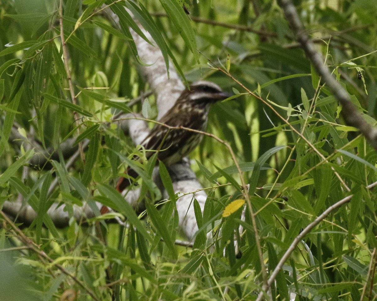 Sulphur-bellied Flycatcher - ML619445546