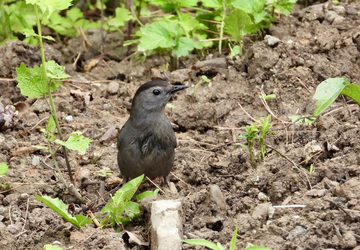 Gray Catbird - Pat Hare