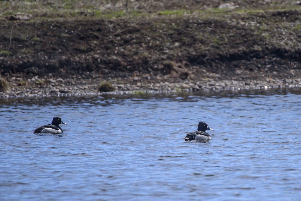 Ring-necked Duck - Anatoly Tokar