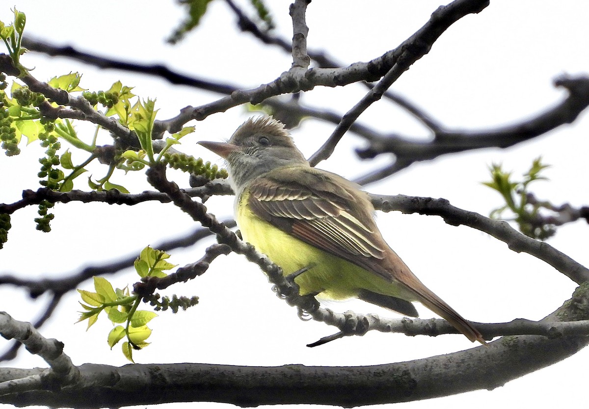 Great Crested Flycatcher - Pat Hare