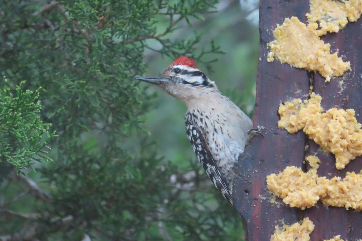 Ladder-backed Woodpecker - David Brinkman