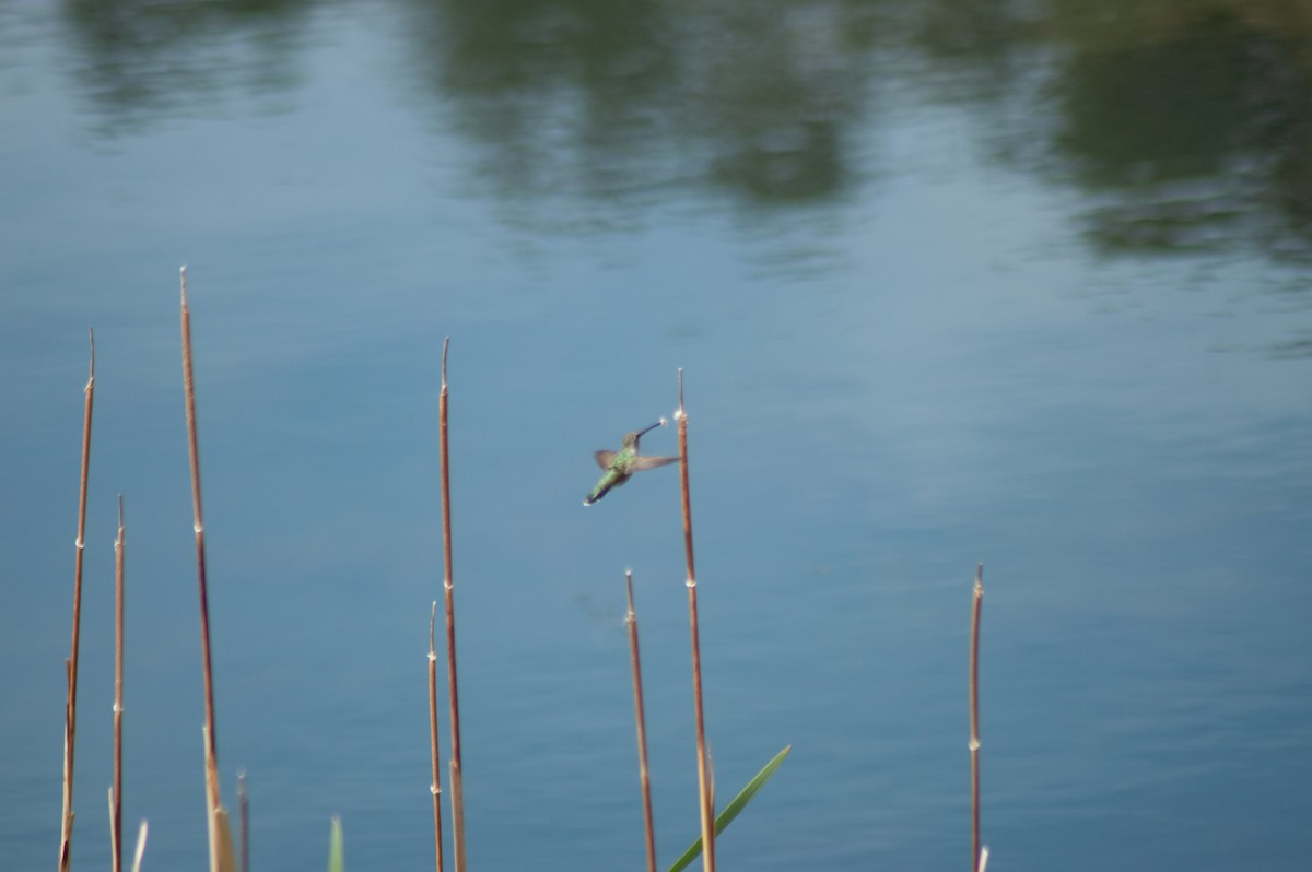 Black-chinned Hummingbird - Trenton Voytko