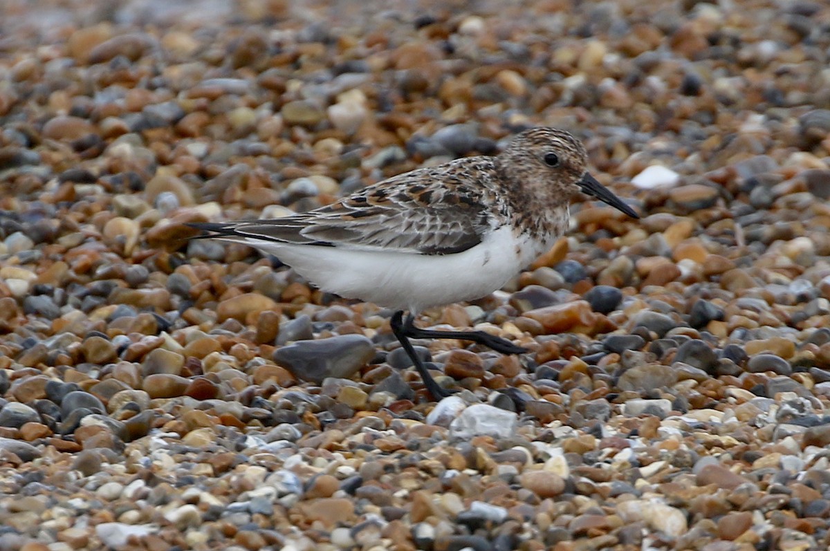 Sanderling - Ashley Banwell