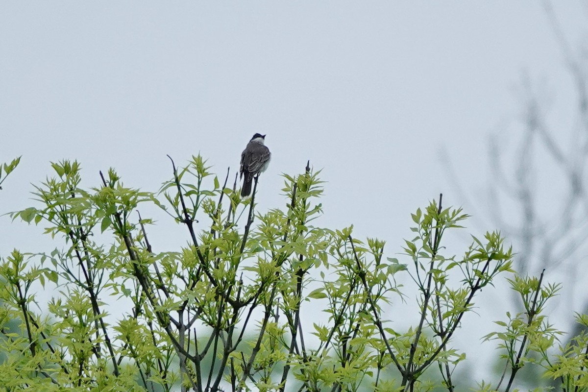 Eastern Kingbird - Marilyn Ohler