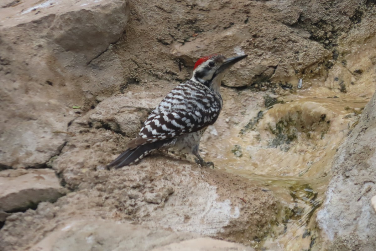 Ladder-backed Woodpecker - David Brinkman