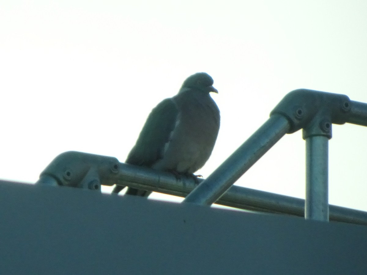 Common Wood-Pigeon - Rishab Verma