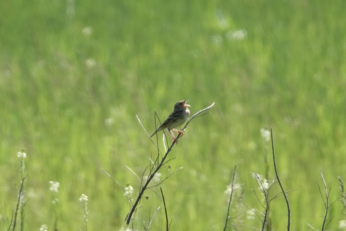 Grasshopper Sparrow - ML619445588
