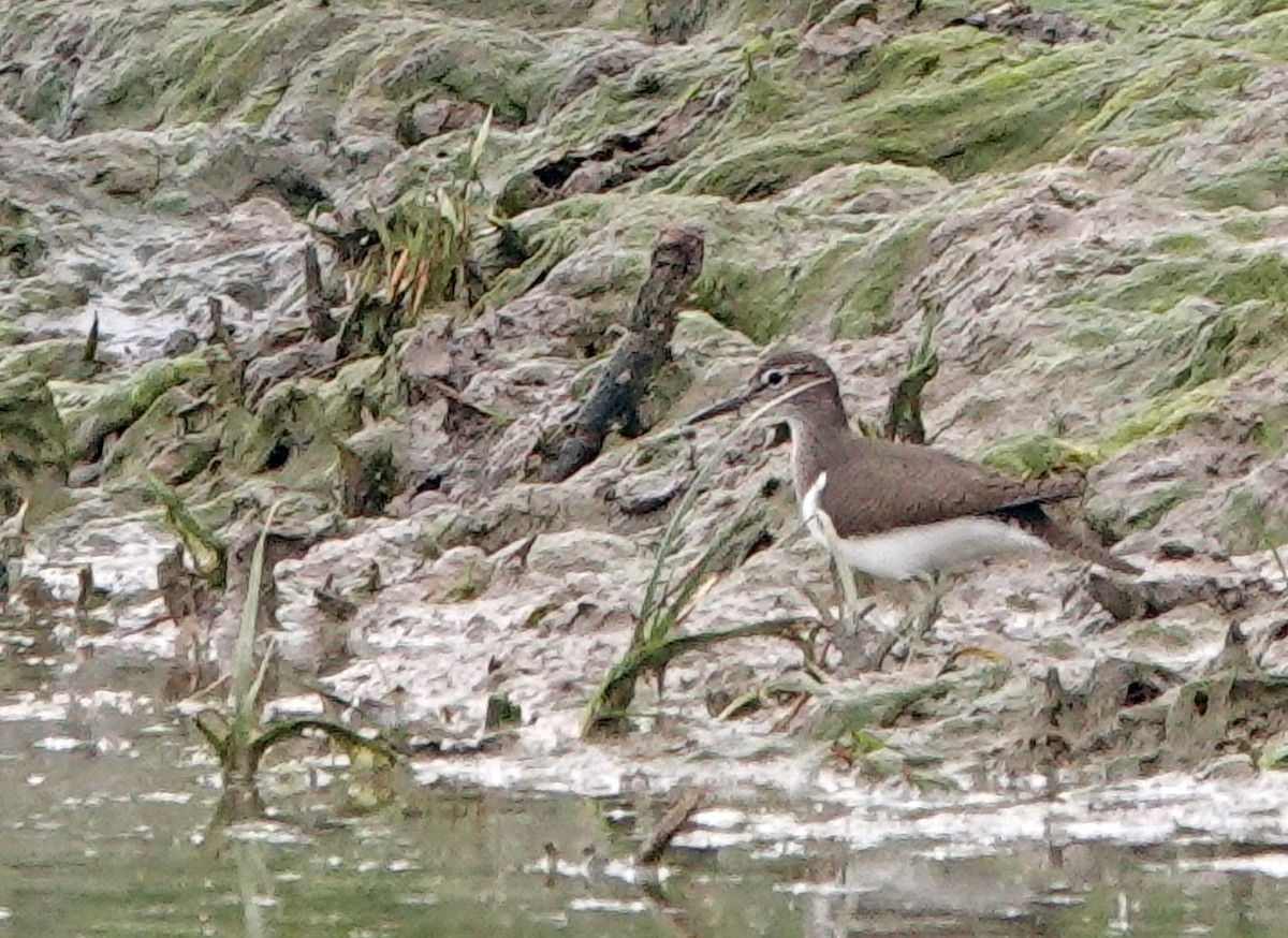 Common Sandpiper - Diane Drobka