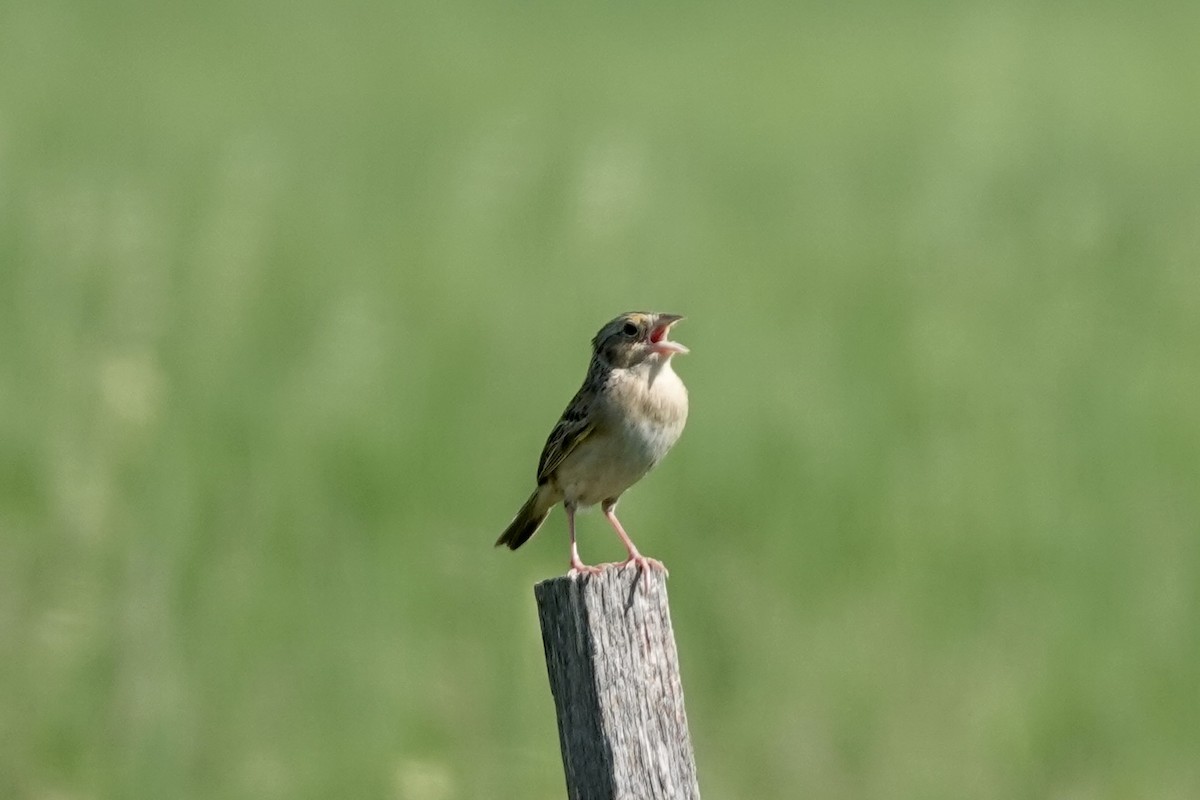 Grasshopper Sparrow - ML619445592