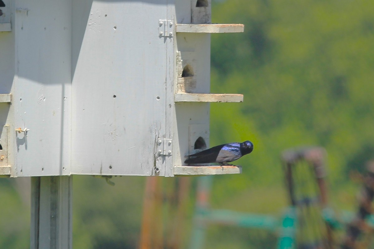 Purple Martin - Anthony  Popiel