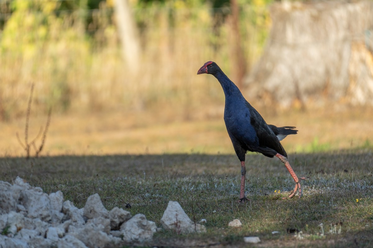 Australasian Swamphen - Elona Hart