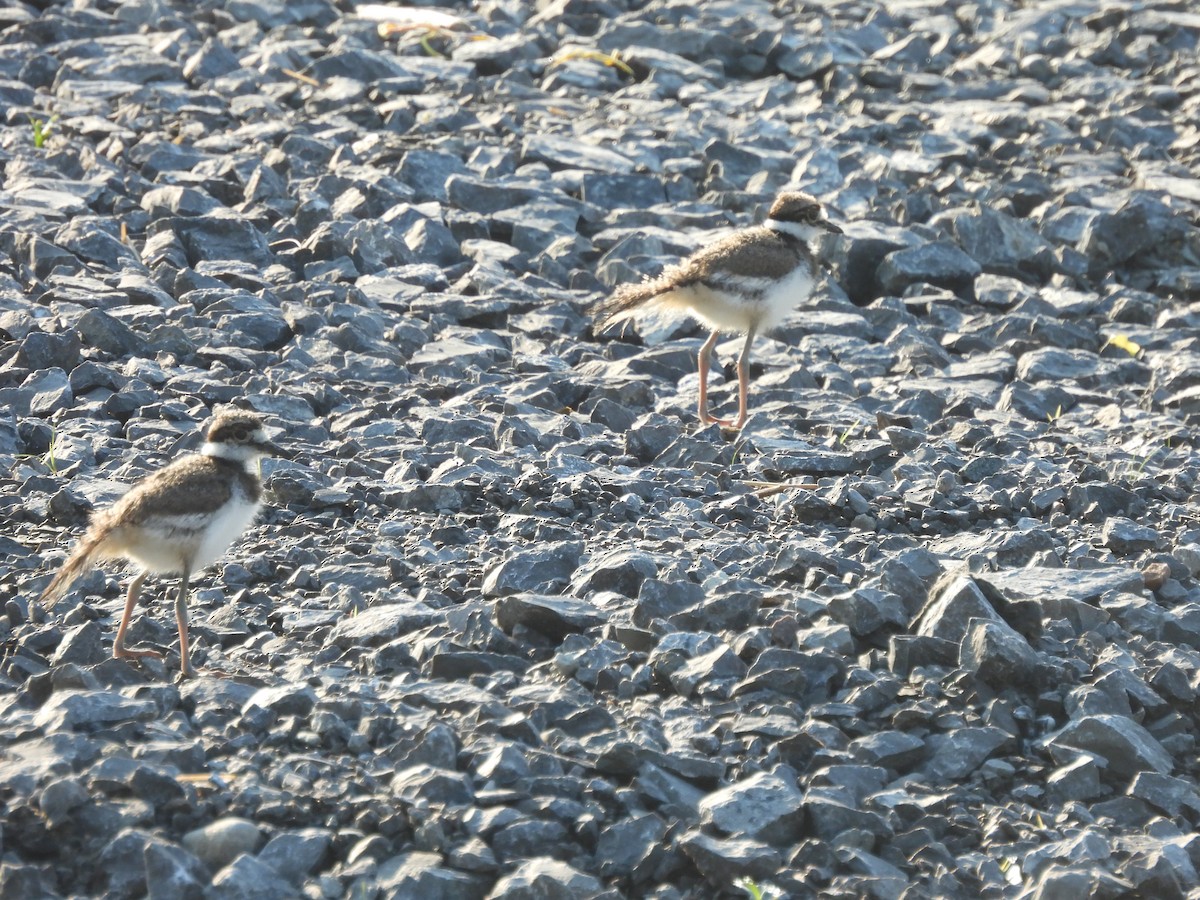 Killdeer - ML619445606