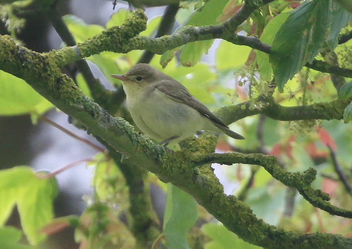 Icterine Warbler - Ashley Banwell