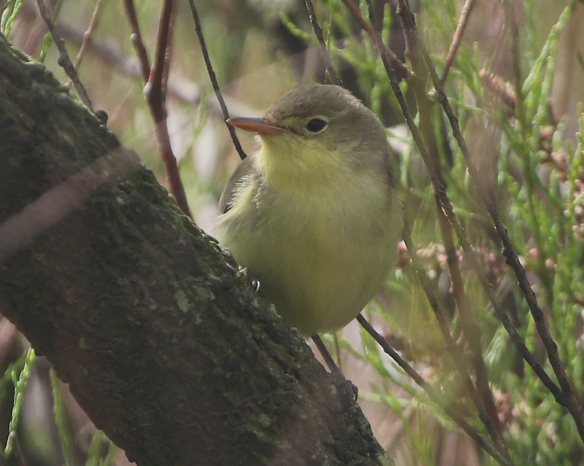 Icterine Warbler - Ashley Banwell