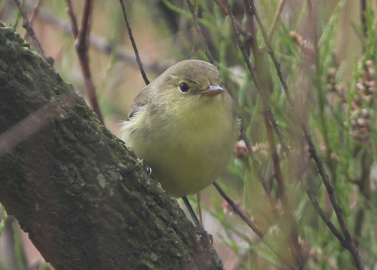 Icterine Warbler - Ashley Banwell