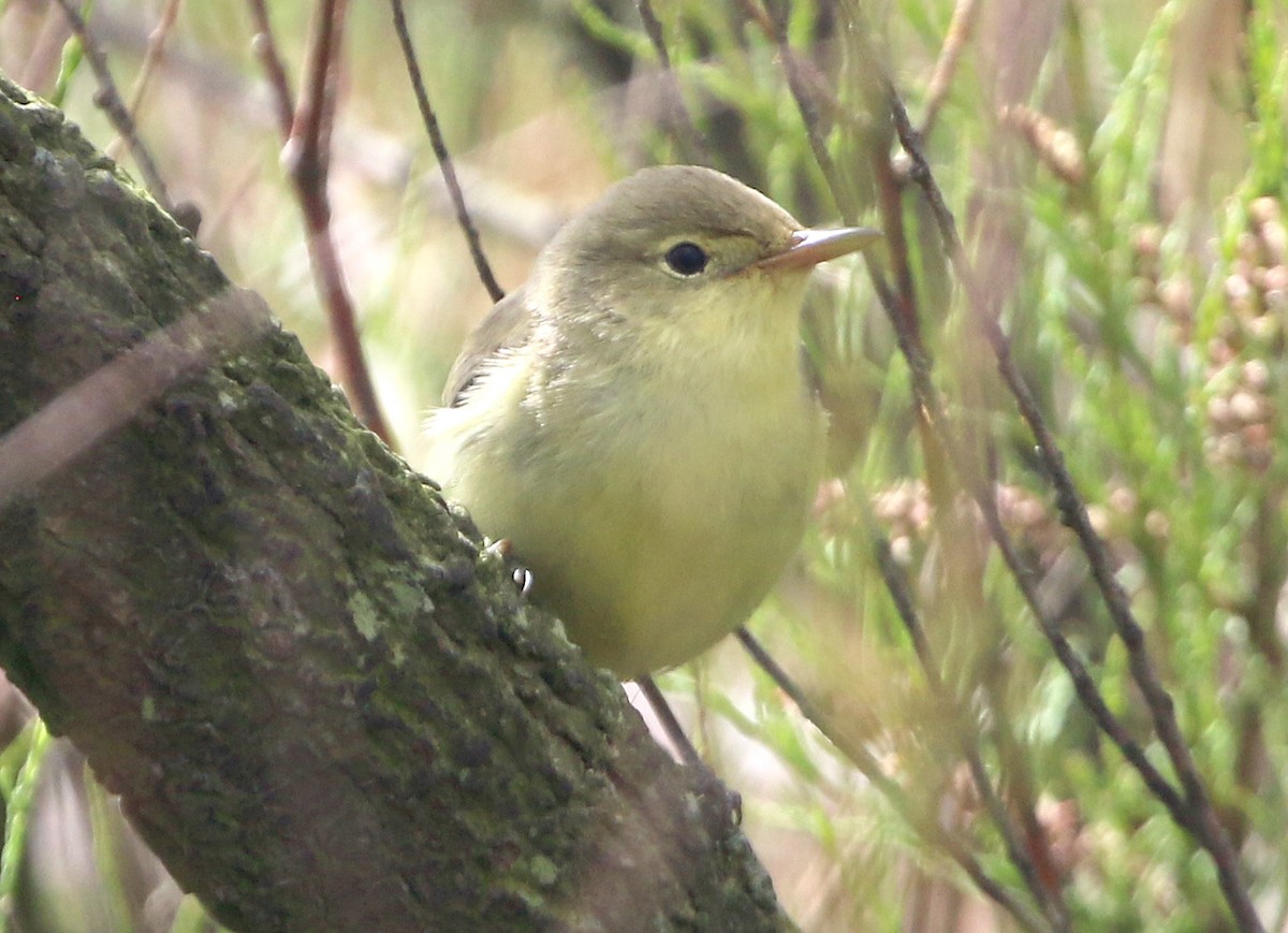 Icterine Warbler - Ashley Banwell