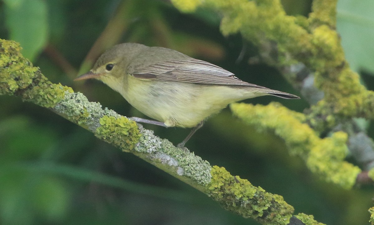 Icterine Warbler - Ashley Banwell