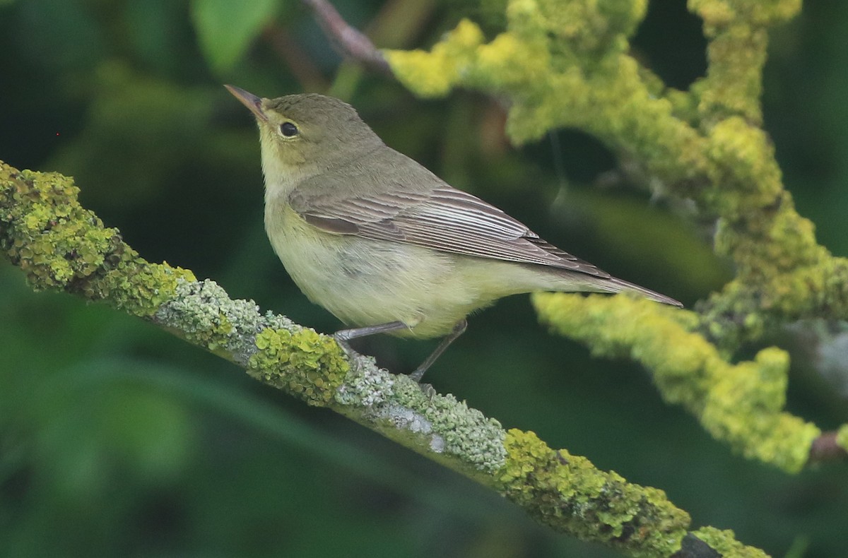 Icterine Warbler - Ashley Banwell