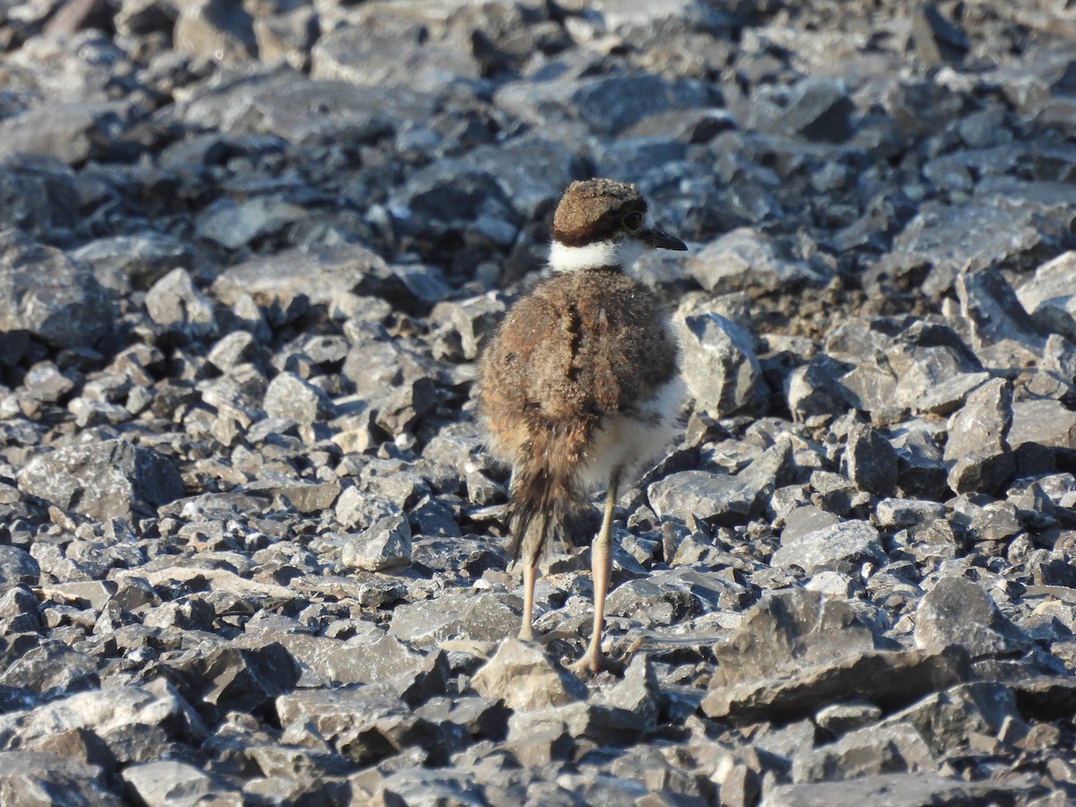 Killdeer - Alexander R