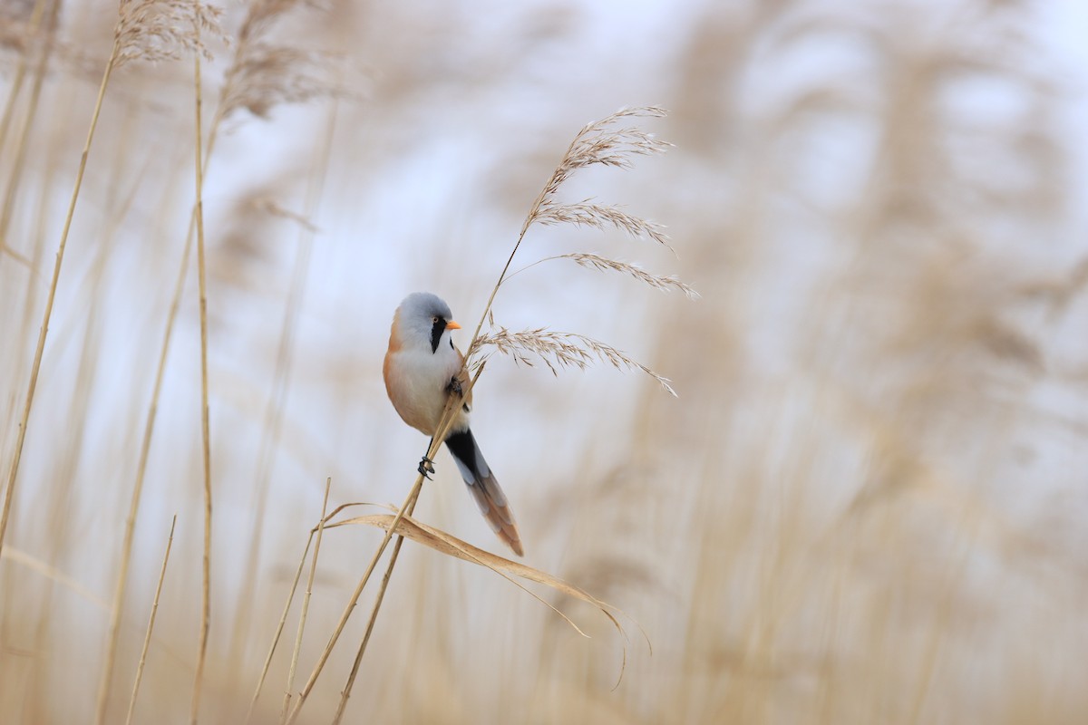 Bearded Reedling - ML619445635