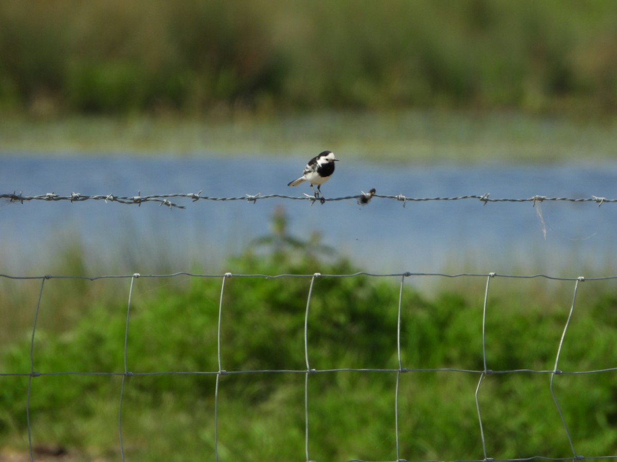 White Wagtail - Andy Hannaford