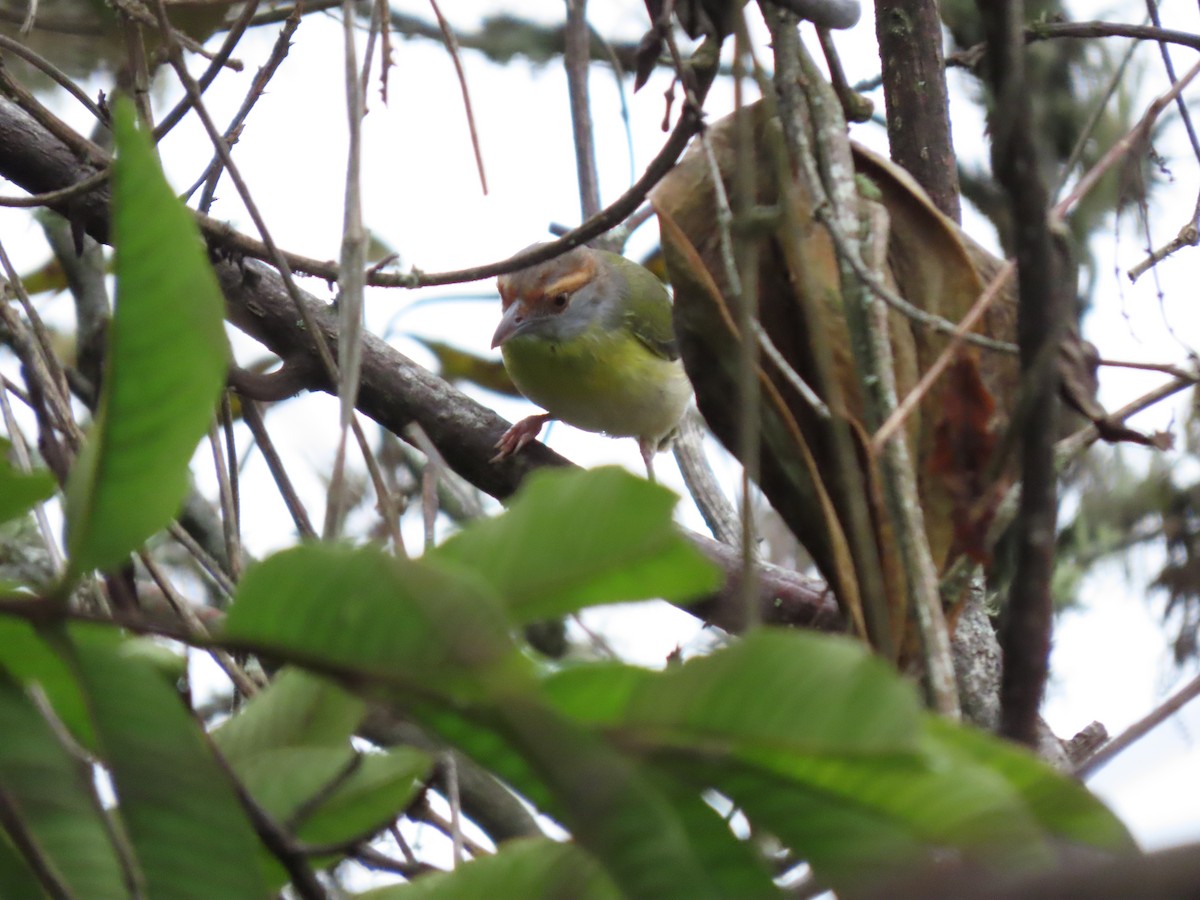 Rufous-browed Peppershrike - Cristian Cufiño