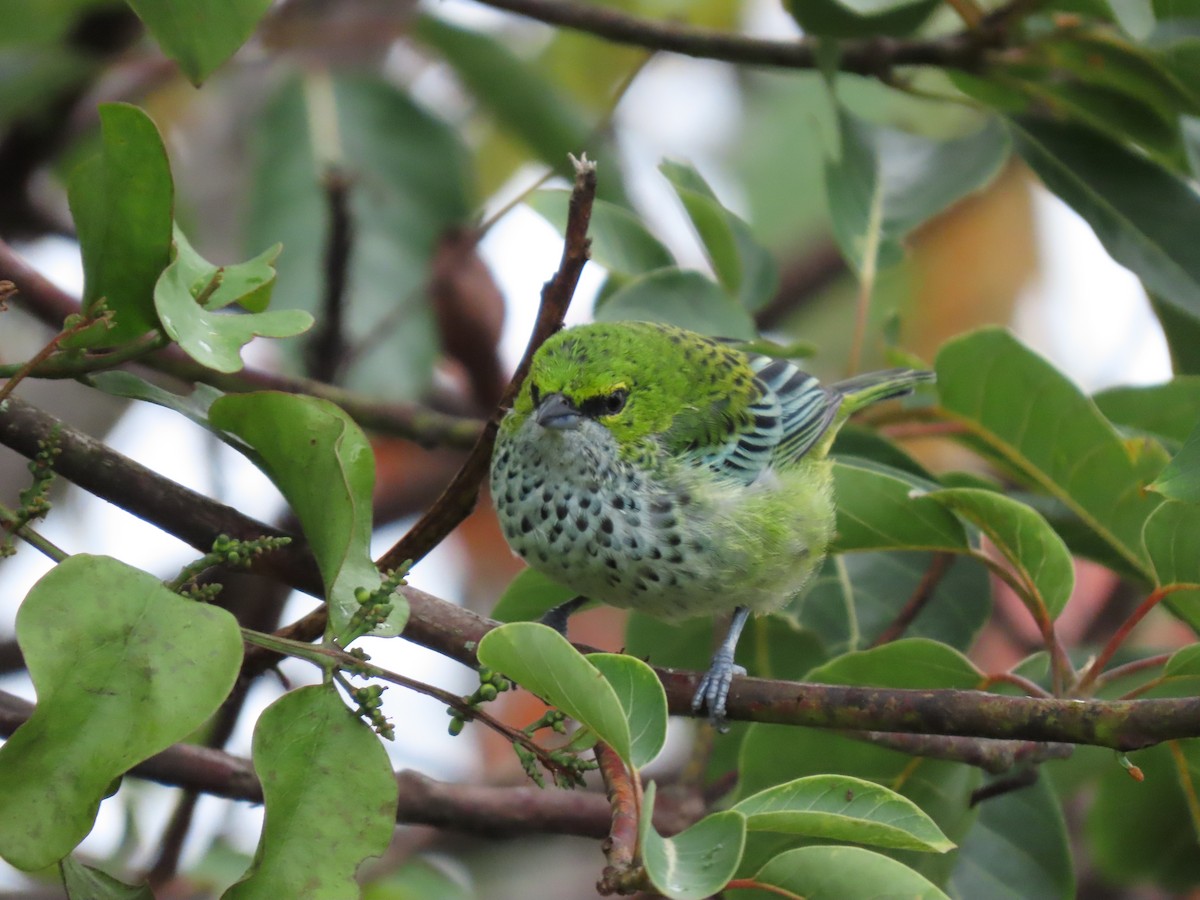 Speckled Tanager - Cristian Cufiño