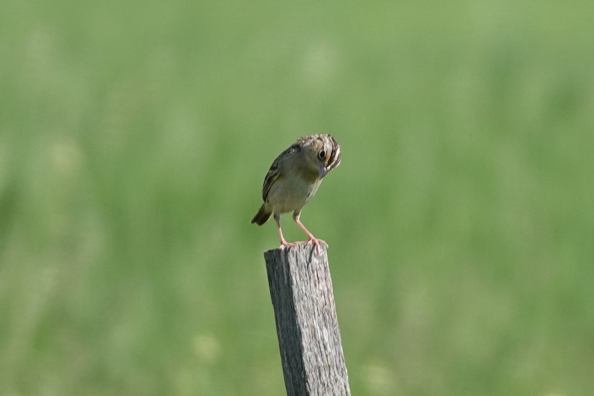 Grasshopper Sparrow - ML619445641