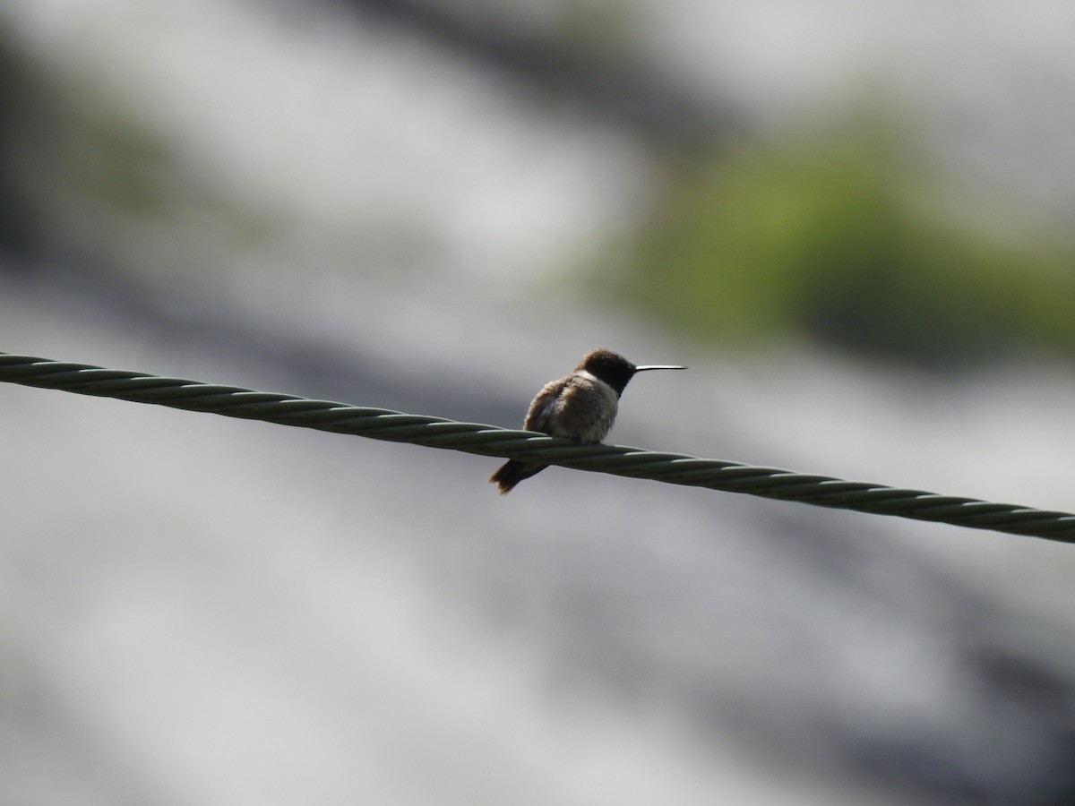 Black-chinned Hummingbird - ML619445645