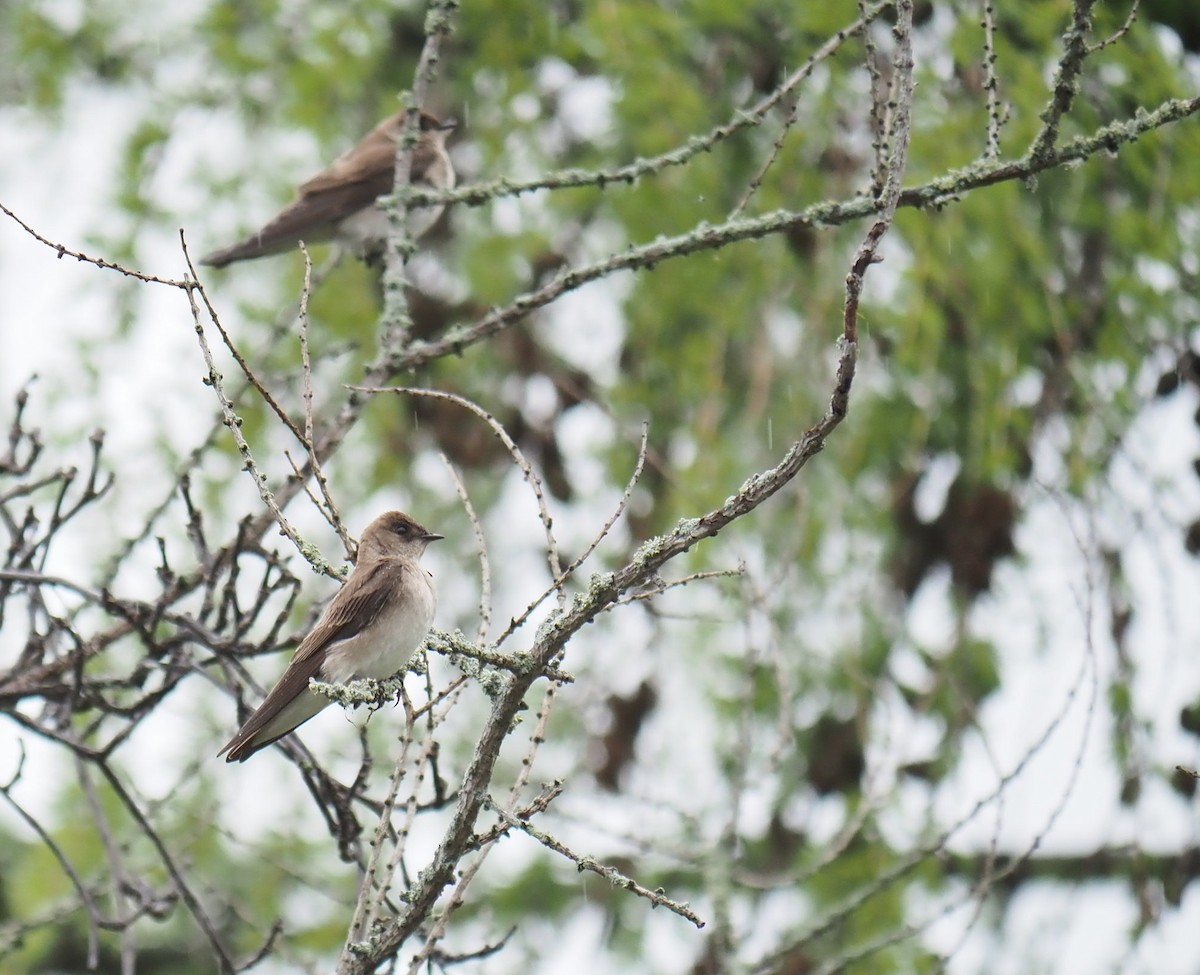 Northern Rough-winged Swallow - André Dionne