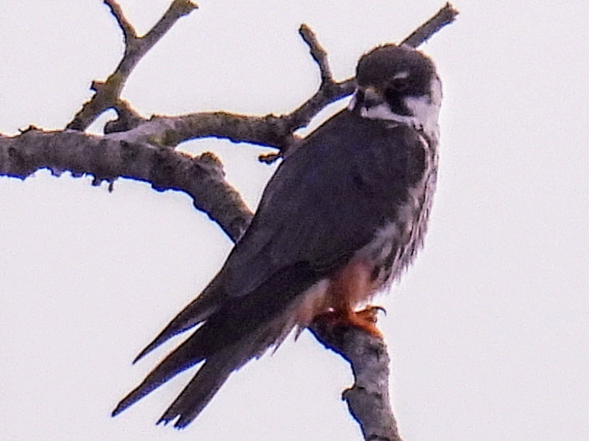 Eurasian Hobby - ML619445655